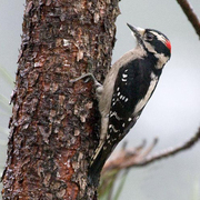 Short bill, black marks on white outer tail feathers. Male. Note: red on hindcrown. Short bill, black marks on white outer tail feathers. Male. Note: red on hindcrown.
