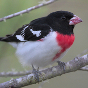 Male Male